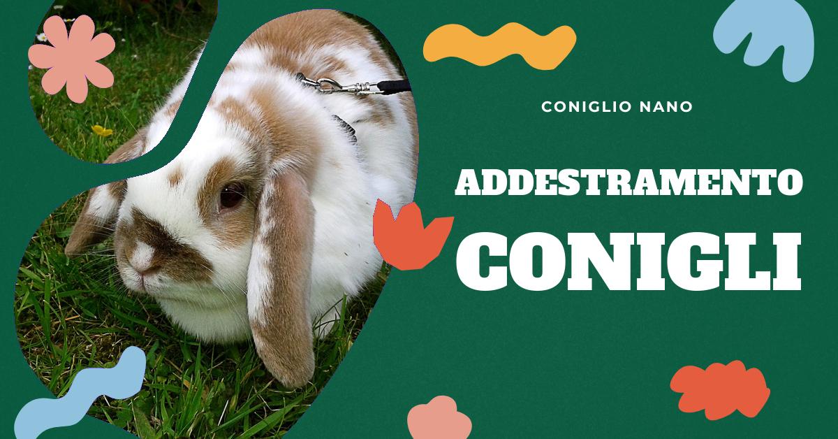 Scopri come addestrare il tuo coniglio a seguire i comandi, utilizzare la lettiera e gestire l
