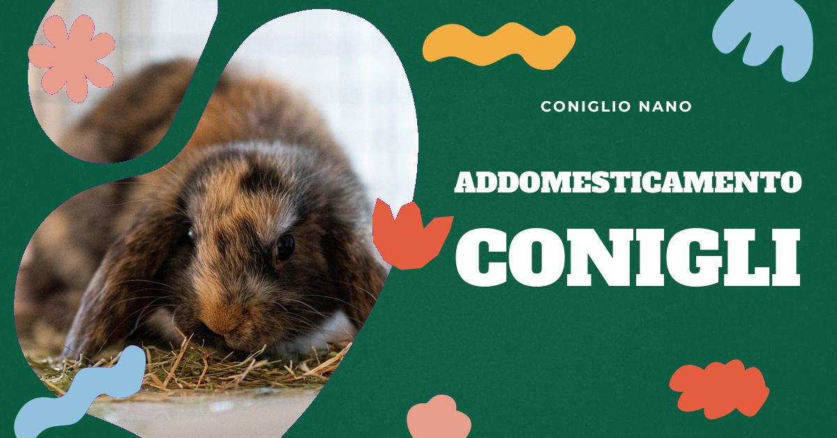 Scopri come addomesticare un coniglio in casa con i nostri consigli pratici. Trova informazioni su come gestire un coniglio aggressivo, come farlo abituare a te, come utilizzare l