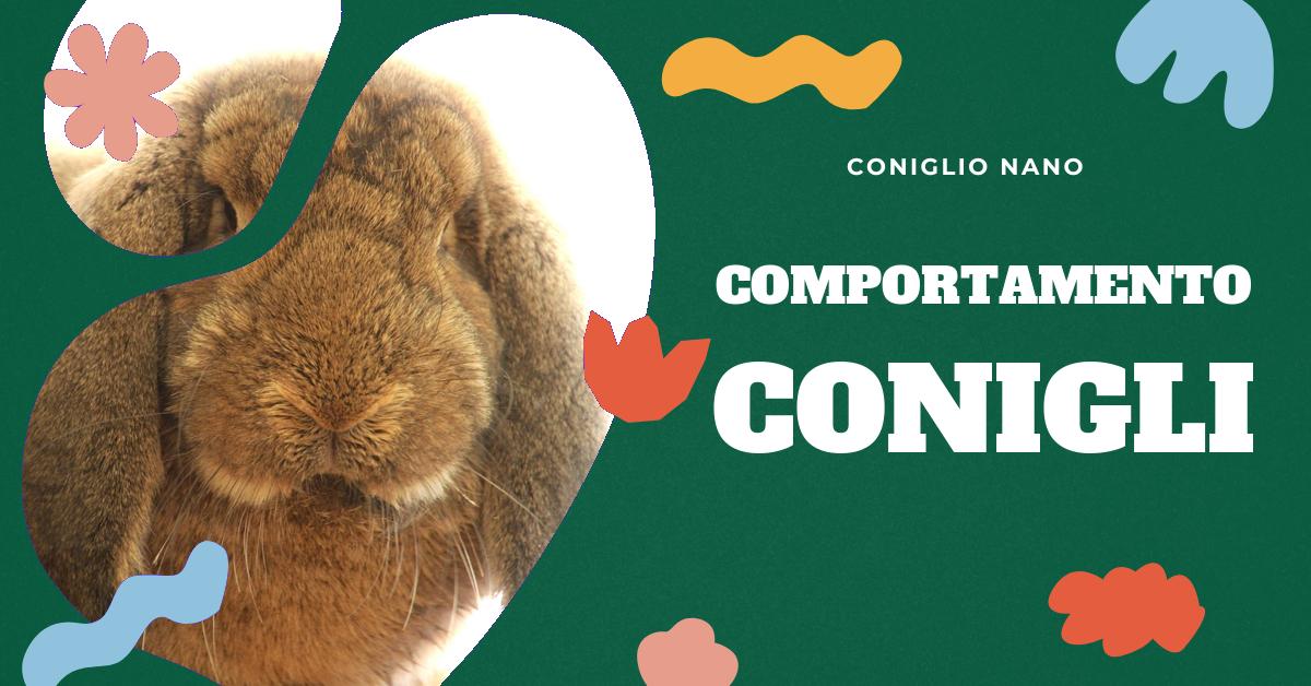 Scopri come addestrare il tuo coniglio a saltare, i benefici dell