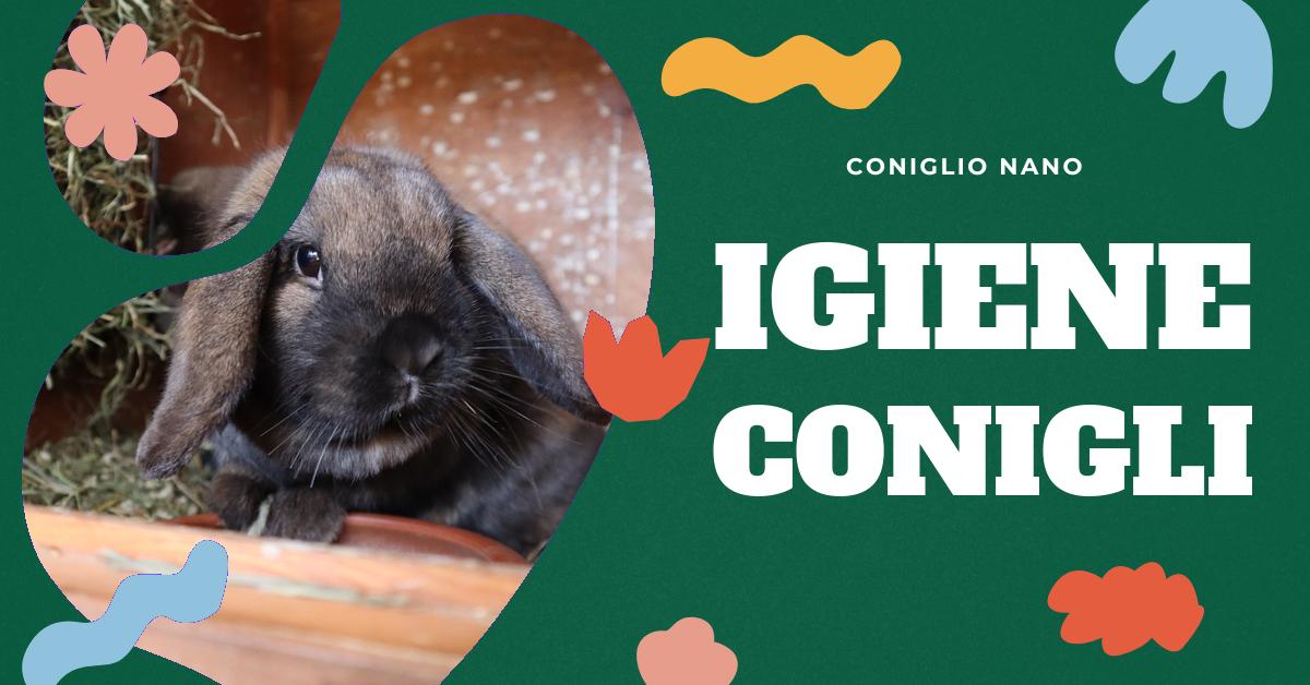 Scopri come evitare che il tuo coniglio domestico puzzi. Trova consigli su come gestire gli odori sgradevoli, dalla scelta della lettiera corretta alla pulizia regolare della gabbia. Impara a usare aceto bianco o di mele per eliminare gli odori e quando consultare un veterinario.