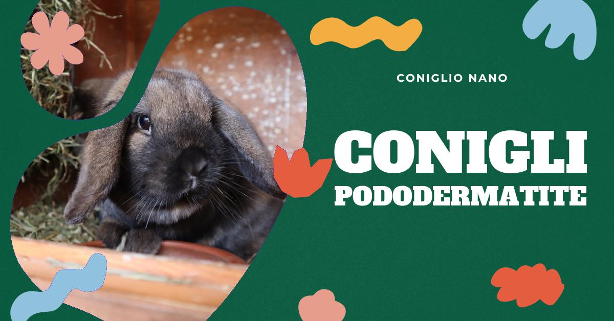 Scopri tutto sulla pododermatite nei conigli: cause, sintomi, trattamenti e consigli per la prevenzione. Informazioni dettagliate per aiutarti a prenderti cura del tuo coniglio domestico e mantenere la sua salute ottimale.