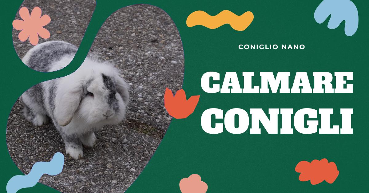 Scopri come calmare un coniglio stressato o agitato con metodi sicuri ed efficaci. Trova consigli su come gestire il tuo coniglio, capire le cause dello stress e come prevenirlo. Impara a non prenderlo in braccio, a utilizzare i suoi giochi preferiti, a coprirgli gli occhi, a tenerlo delicatamente e a riconoscere la presenza di predatori.