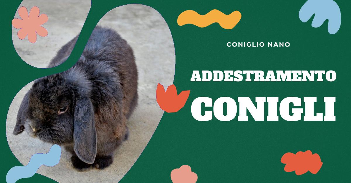Scopri come insegnare trucchi semplici a un coniglio nano. Trova informazioni sui benefici dell