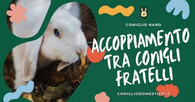 accoppiamento-tra-conigli-fratelli