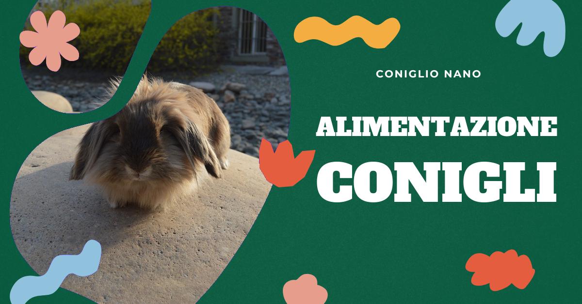 Scopri cosa mangiano i conigli, sia in natura che come animali domestici. Trova informazioni dettagliate sulla dieta corretta del coniglio, esempi di alimentazione sana e consigli su mangimi per conigli. Ottieni consigli affidabili per mantenere il tuo coniglio felice e in salute.