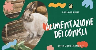 alimentazione-dei-conigli