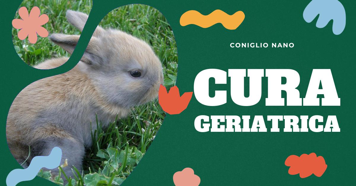 Scopri come gestire le sfide legate alla cura del tuo coniglio nano anziano. Trova consigli su come riconoscere il dolore articolare, valutare il peso corporeo, fare accorgimenti ambientali, scegliere l