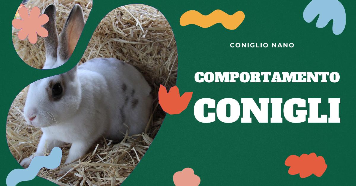 Scopri perché una coniglia può mangiare i suoi coniglietti. Esplora le cause del cannibalismo durante il parto, i fattori che possono influenzarlo e come prevenirlo. Approfondisci i problemi correlati e le considerazioni genetiche. Informazioni utili per appassionati di conigli domestici.