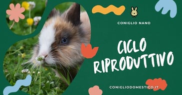 ciclo-riproduttivo-dei-conigli