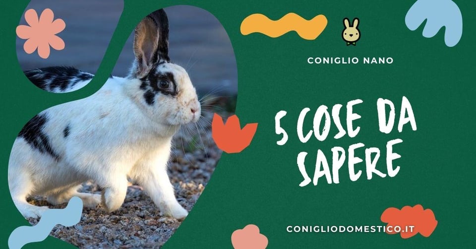 cinque-cose-da-sapere-sui-conigli