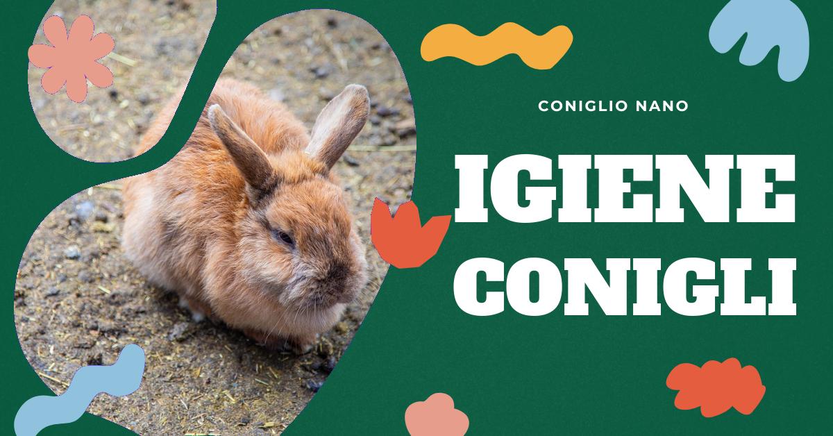 Scopri come e quando lavare un coniglio per garantire la sua igiene e salute. Trova consigli su come lavare delicatamente il tuo coniglio, quali prodotti usare, come asciugarlo correttamente e come utilizzare il phon in modo sicuro. Informazioni preziose per gli amanti dei conigli domestici.