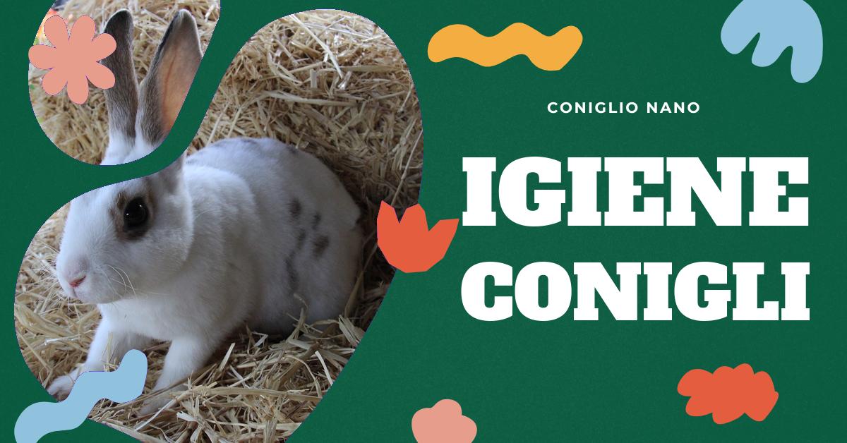 Scopri come pulire correttamente un coniglio con la nostra dettagliata spiegazione. Trova consigli su come gestire l