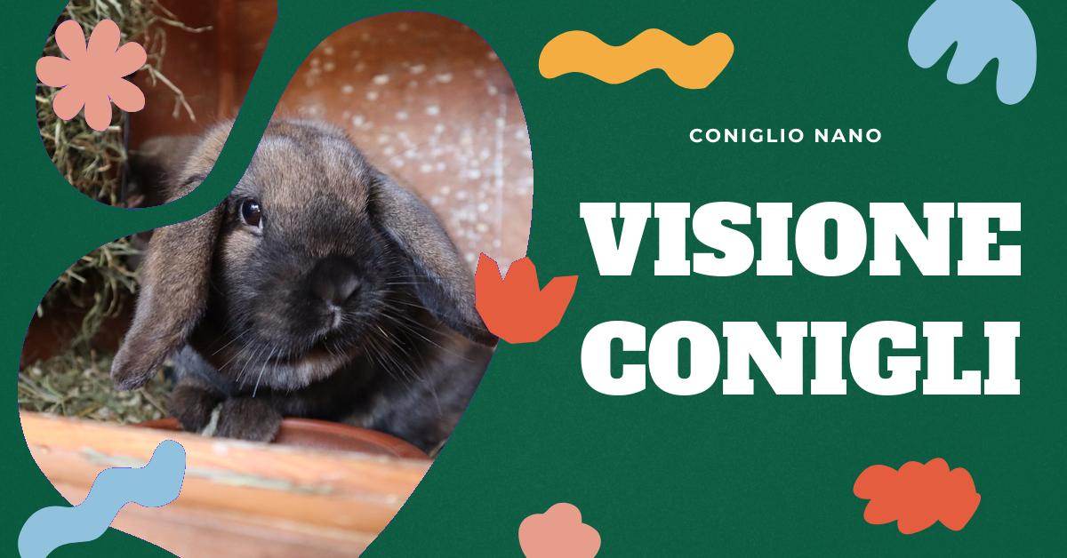 Scopri come vedono i conigli, la loro percezione dei colori, la visione al buio e il loro campo visivo. Approfondisci la comprensione della vista dei conigli da vicino e da lontano. Informazioni utili per gli amanti dei conigli domestici.