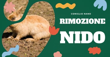 come-gestire-il-nido-dei-conigli