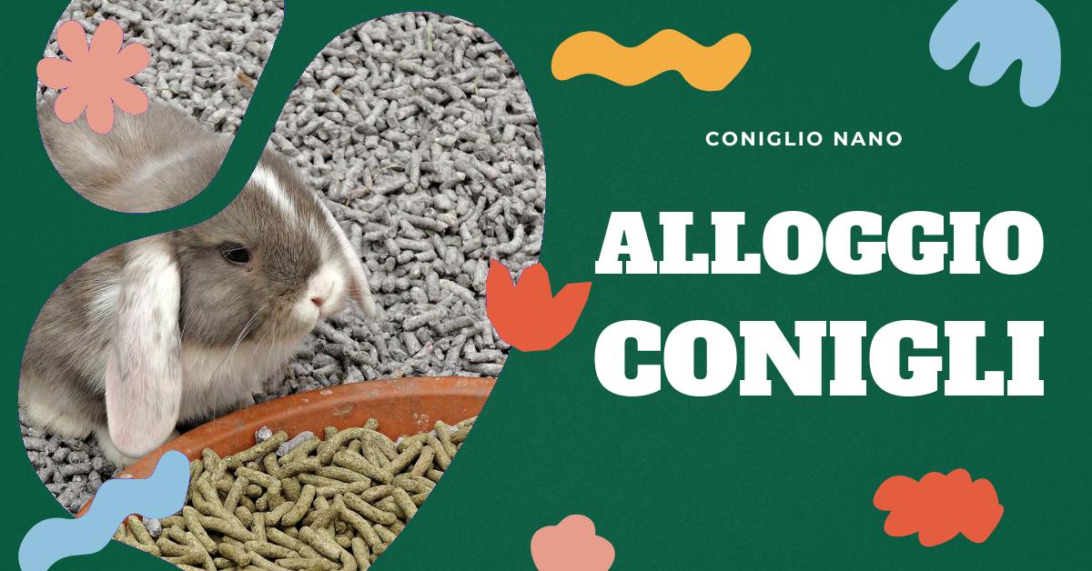 Scopri come creare un ambiente sicuro e confortevole per il tuo coniglio nano in casa. Trova consigli su gabbie, recinti e accessori, e impara a gestire le esigenze di esercizio del tuo piccolo amico. Ottieni informazioni utili per mantenere pulito l