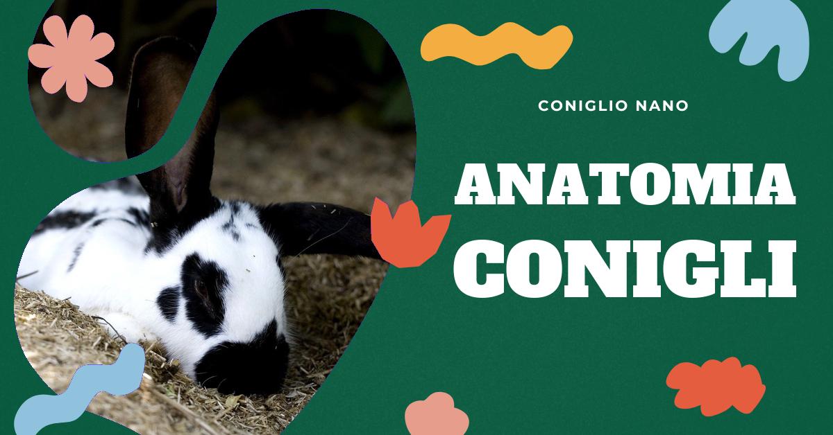 Scopri quanti denti hanno i conigli domestici, come mantenerli sani e l