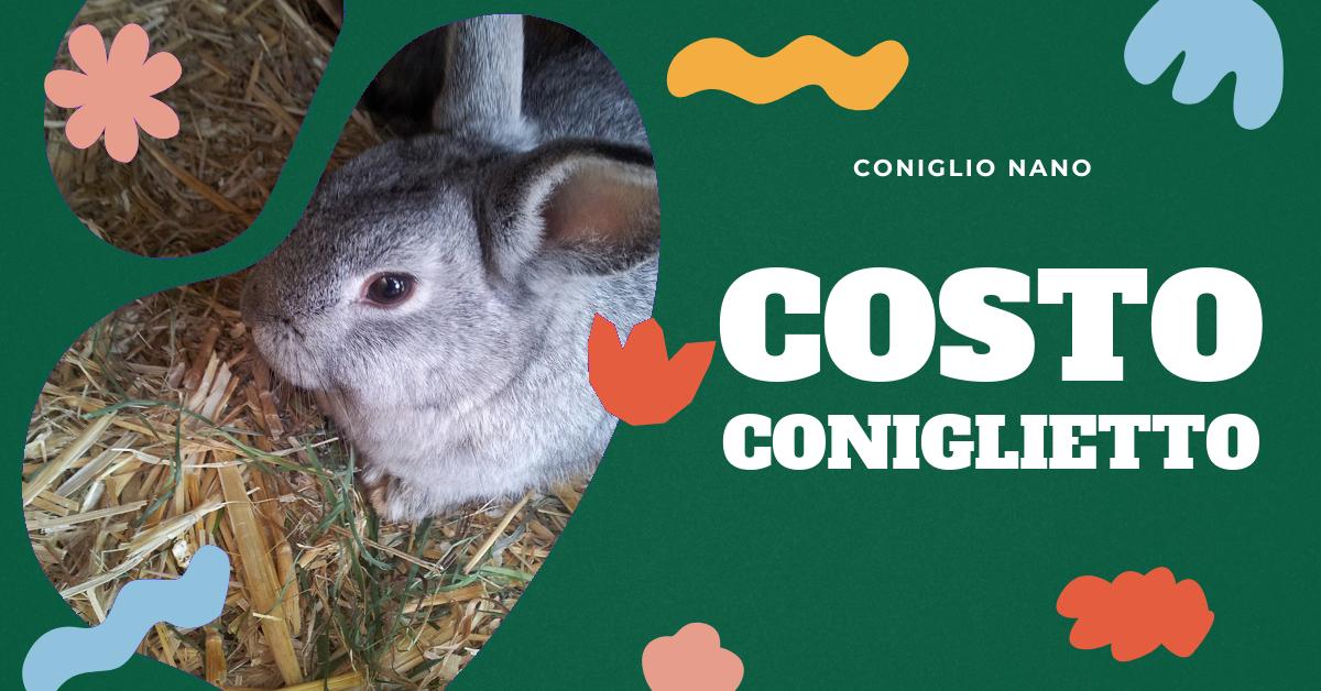 Scopri tutto sul coniglio ariete nano: caratteristiche, cura, gabbie ideali, carattere e alimentazione. Trova anche informazioni sul prezzo di un coniglio ariete per aiutarti a pianificare il tuo acquisto. Ideale per gli amanti dei conigli domestici.