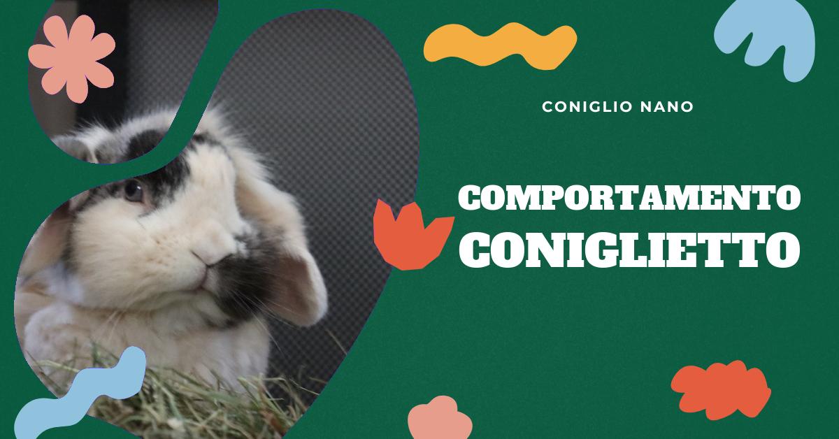 Scopri tutto sul comportamento del coniglio nano: dalle caratteristiche alle razze domestiche, dal temperamento alle abitudini, dall