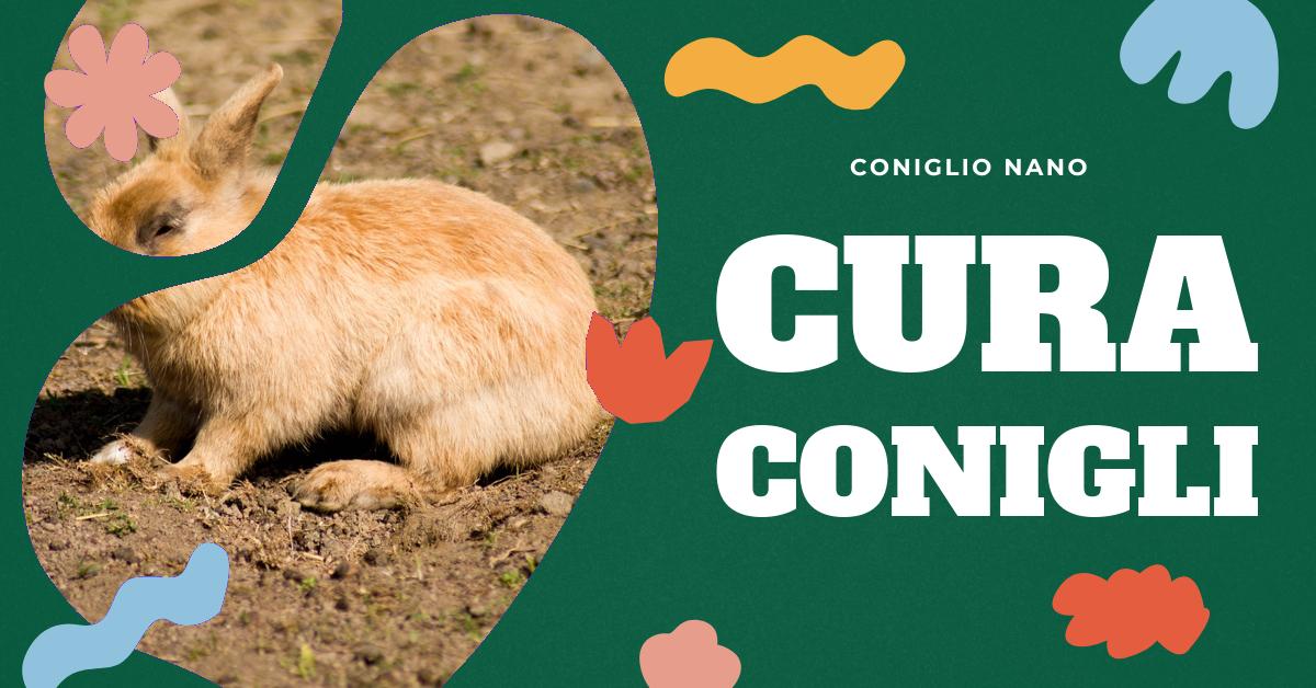 Scopri tutto sul coniglio olandese nano: le sue caratteristiche, il suo carattere, come prendersene cura e alimentarlo correttamente. Ottieni informazioni dettagliate sulla durata della vita e consigli utili per la sua alimentazione. Ideale per gli amanti dei conigli domestici.