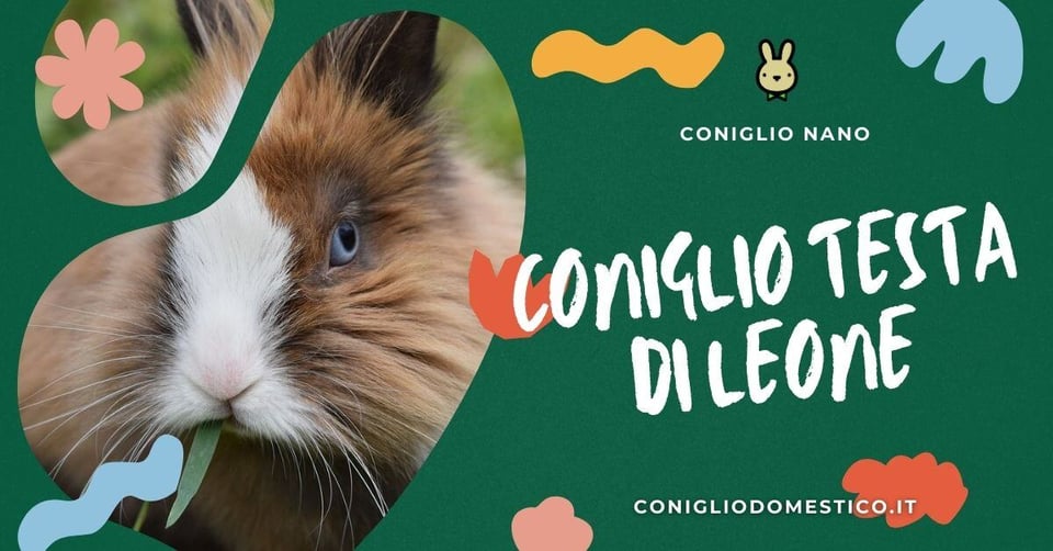 coniglio-testa-di-leone