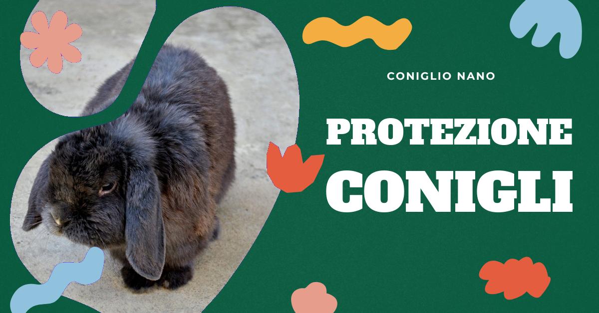 Scopri come proteggere il tuo coniglio domestico dagli animali predatori in giardino. Trova consigli utili su come creare un ambiente sicuro, quali animali potrebbero rappresentare una minaccia e come prevenire eventuali attacchi. Inoltre, impara come gestire la convivenza tra coniglio e gatto in casa.