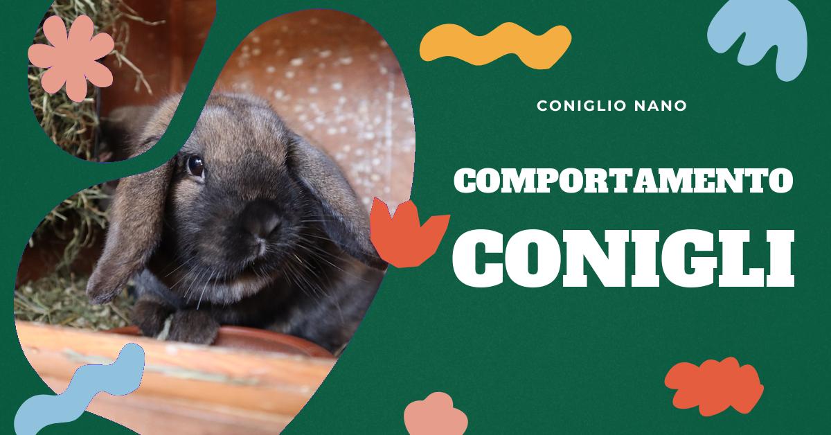 Scopri perché il tuo coniglio ti mordicchia. Approfondisci i motivi, che possono spaziare dall