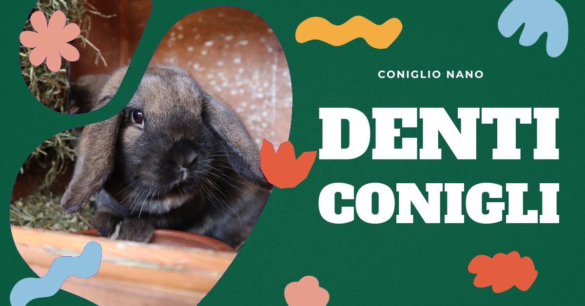 Scopri tutto ciò che devi sapere sui denti del coniglio: perché crescono continuamente, come funzionano, e cosa fare se diventano troppo lunghi. Trova consigli utili per prevenire e risolvere problemi dentali comuni nei conigli domestici.