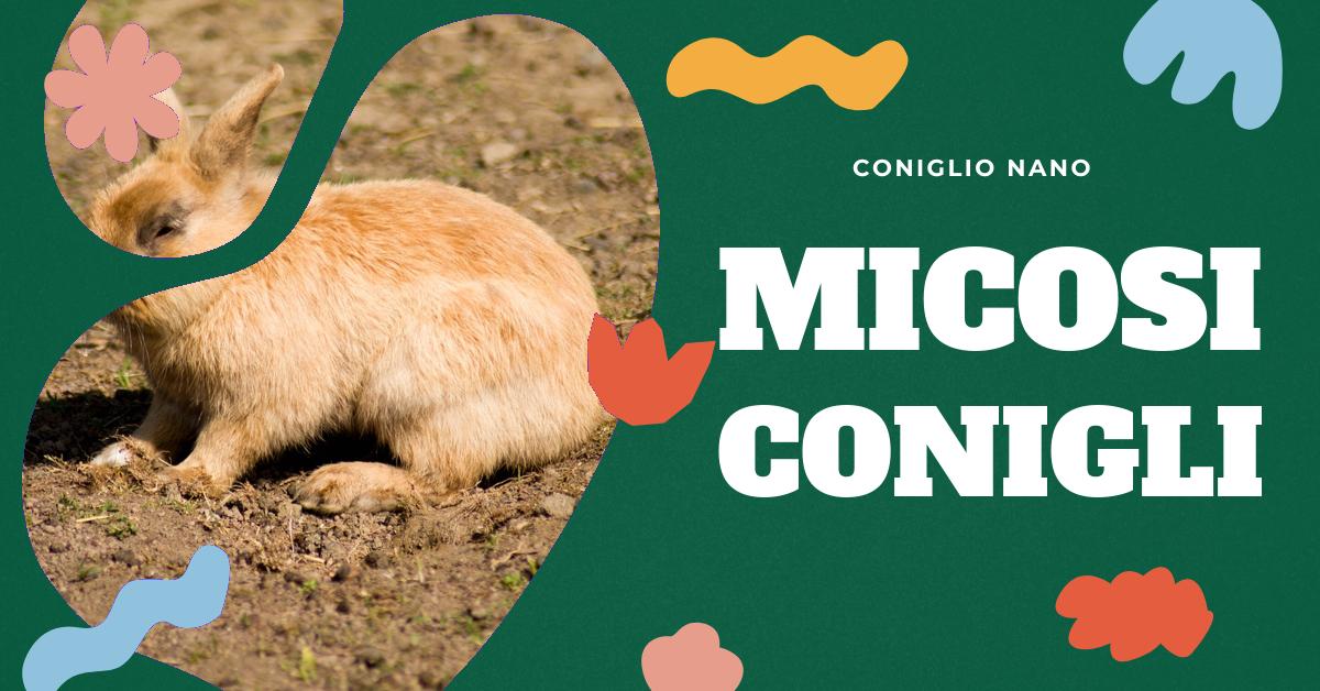 Scopri tutto sulla micosi nei conigli: cause, sintomi, diagnosi, trattamento e prevenzione. Informazioni utili per proteggere il tuo coniglio domestico e prevenire il contagio ad altri animali e persone.