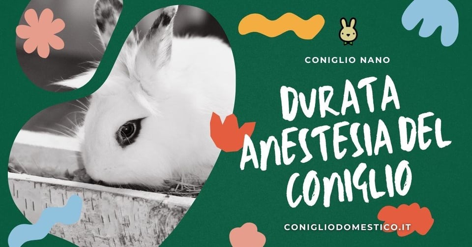 durata-anestesia-del-coniglio