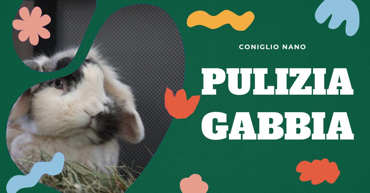 Scopri come gestire efficacemente le pulizie nella gabbia del tuo coniglio nano. Trova consigli su prodotti, frequenza delle pulizie, eliminazione degli odori e molto altro. Informazioni utili per garantire un ambiente pulito e sicuro per il tuo amico peloso.