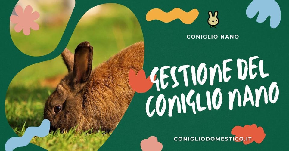 gestione-del-coniglio-nano