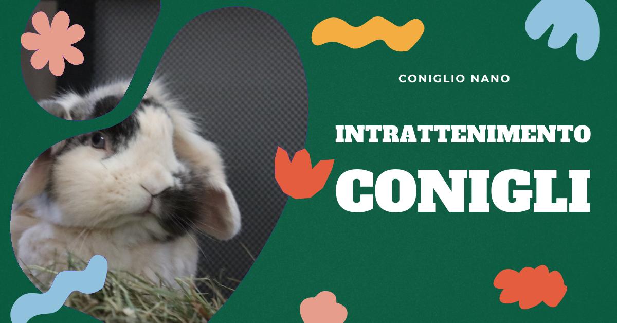 Scopri una vasta gamma di giochi per conigli per mantenere il tuo amico peloso attivo e felice. Trova idee per giochi di intelligenza, attività fisica e consigli per il benessere del tuo coniglio. Confronta vari articoli e scegli il migliore per il tuo animale domestico.