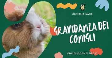 gravidanza-dei-conigli