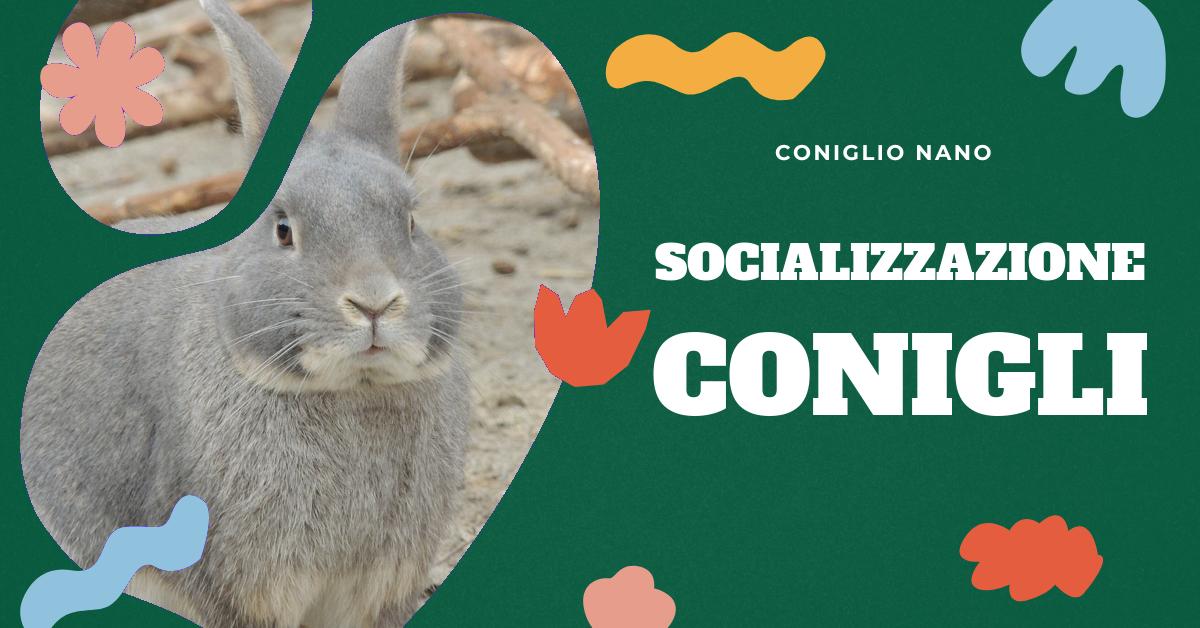Scopri come affrontare le sfide nella socializzazione del coniglio nano. Trova consigli su giochi, stimoli ambientali e come creare un ambiente sicuro per il tuo piccolo amico. Impara a gestire correttamente il tuo coniglio nano per il suo benessere.