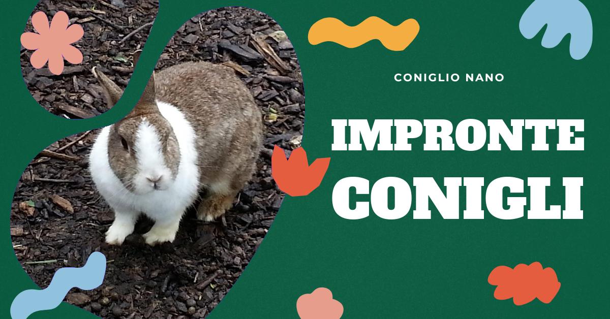 Scopri la nostra collezione di vettori di impronte di coniglio. Trova immagini di alta qualità, ordina per popolarità e recente, e aggiungi alla tua collezione. Ideale per gli amanti dei conigli domestici e per chi cerca informazioni dettagliate sulle impronte dei conigli.