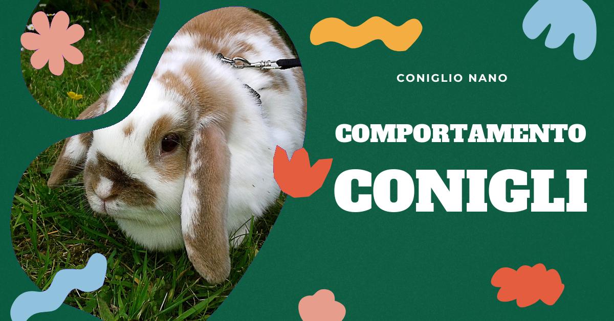 Scopri come i conigli dimostrano affetto e cosa significano i loro comportamenti affettuosi. Impara a riconoscere i segnali di affetto dei conigli e a capire se il tuo coniglio si è affezionato a te. Ottieni informazioni preziose su come i conigli mostrano amore e affetto.