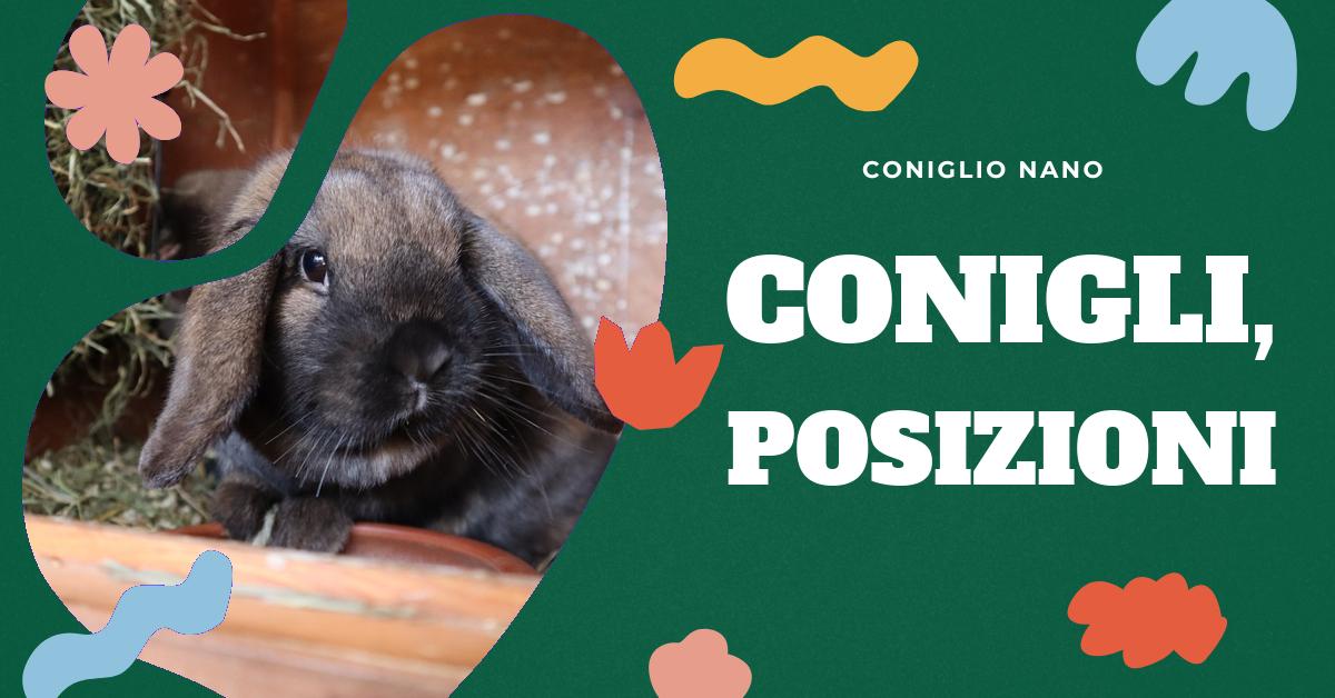 Scopri perché i conigli non dovrebbero stare a pancia in su. Approfondisci l