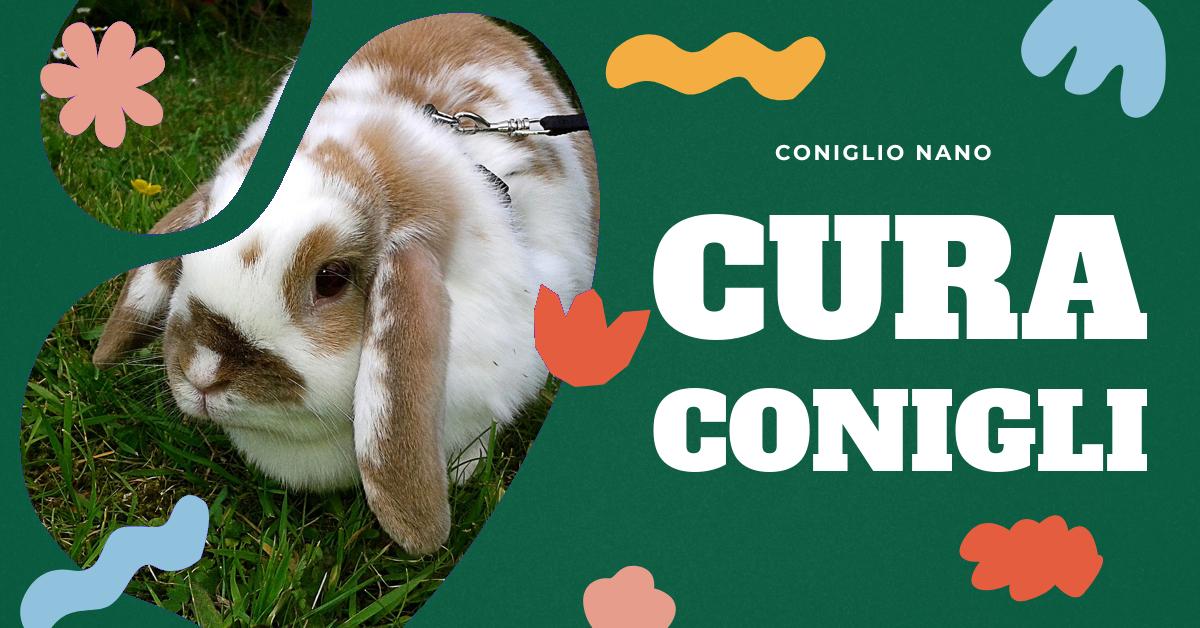 Scopri come riconoscere i sintomi della diarrea nei conigli, quando è il momento di contattare un veterinario, le possibili cause e come prevenirla. Trova consigli utili per la cura e il trattamento dei tuoi amati conigli domestici.