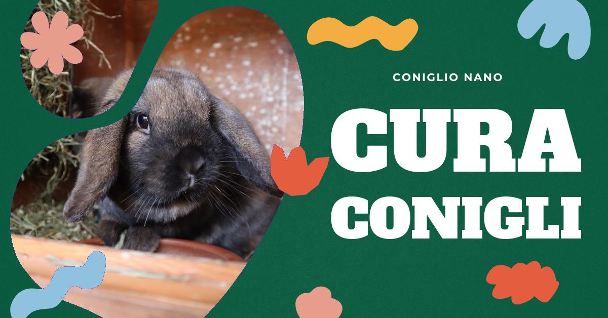 Scopri come riconoscere e trattare la diarrea nei conigli domestici. Trova informazioni dettagliate sui sintomi, le cause e le cure per la diarrea nei conigli. Ottieni consigli su quando è il momento di contattare un veterinario e come prevenire future occorrenze di diarrea nel tuo coniglio.