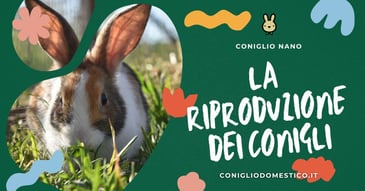 la-riproduzione-dei-conigli