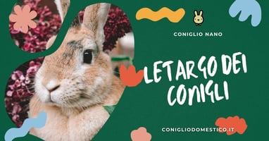 letargo-dei-conigli
