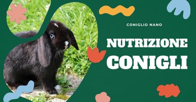 miglior-fioccato-per-conigli-domestici