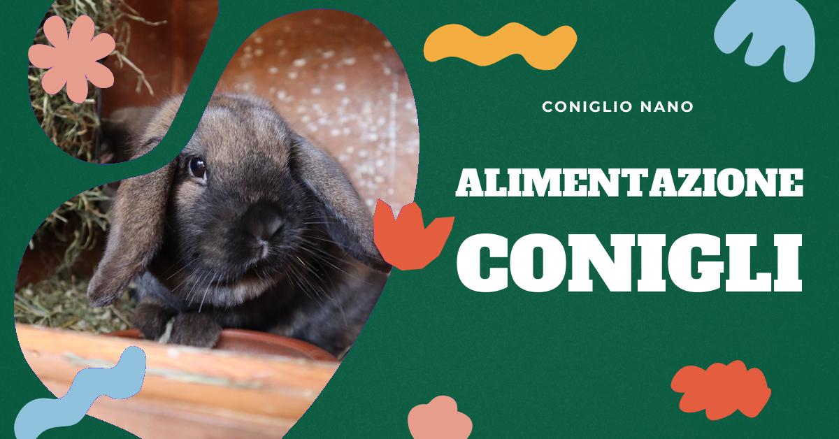 Scopri tutto sul fioccato per conigli, l
