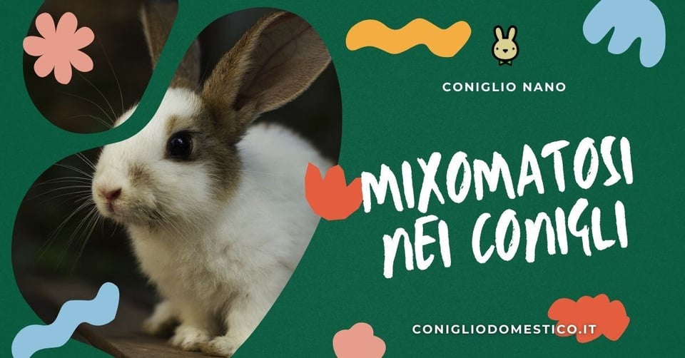 mixomatosi-nei-conigli