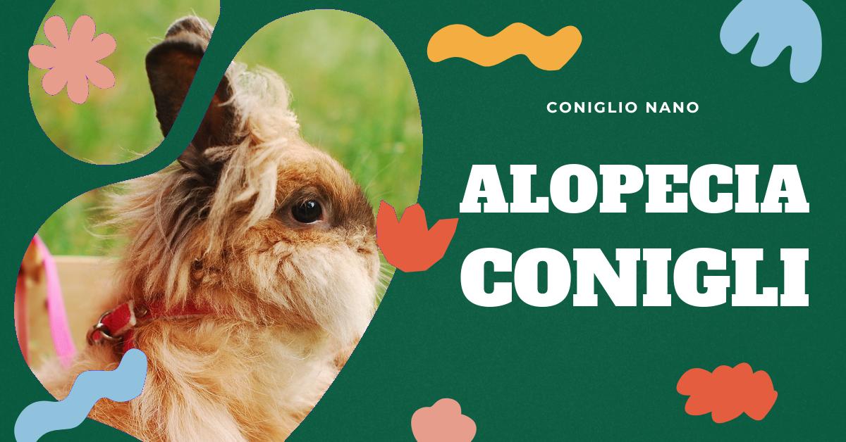 Scopri come gestire la perdita di pelo a chiazze del tuo coniglio. Trova consigli su come capire se è una normale muta o un problema di salute, come spazzolare il tuo coniglio durante la muta e come aiutarlo a completare la muta in modo confortevole. Informazioni utili per gli amanti dei conigli domestici.
