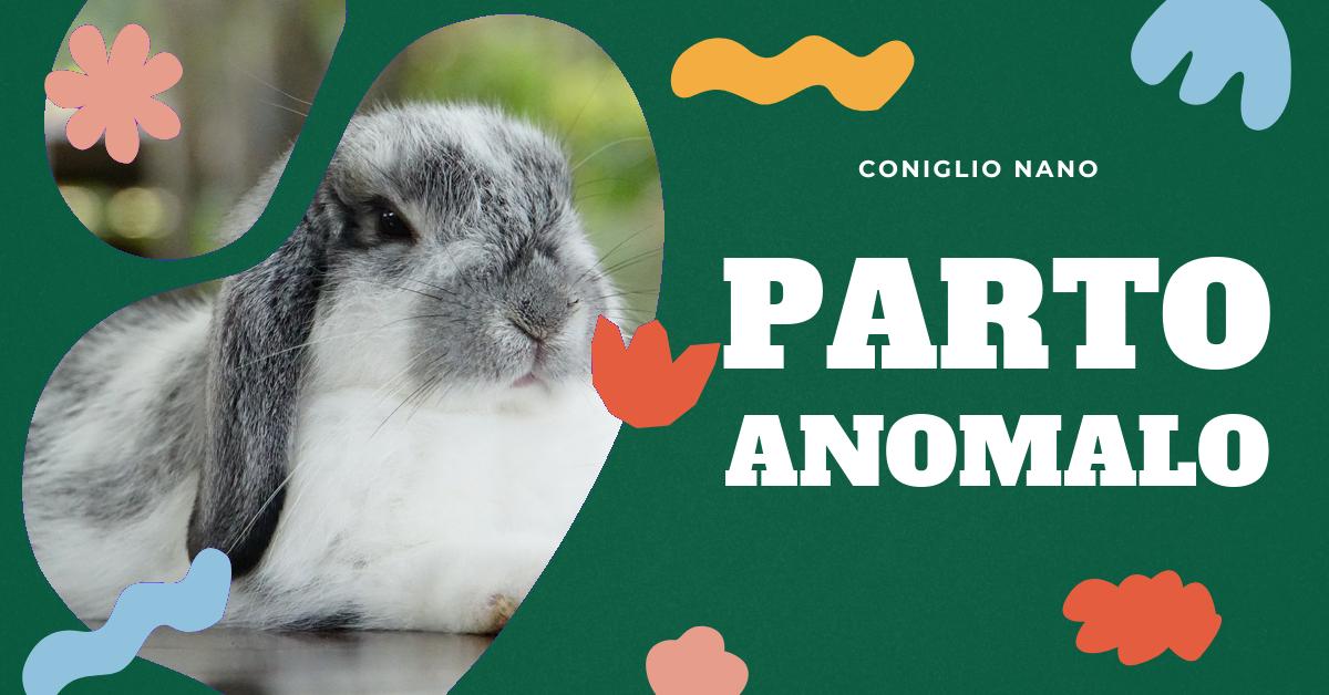 Scopri perché la tua coniglia potrebbe partorire fuori dal nido. Trova informazioni dettagliate sul comportamento riproduttivo dei conigli, su come gestire se la coniglia non prepara il nido e su possibili comportamenti abnormi. Ottieni consigli pratici per aiutare la tua coniglia a partorire nel nido.