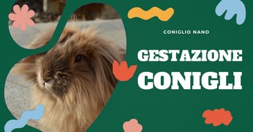 gestazione-conigli