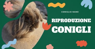 riproduzione-dei-conigli