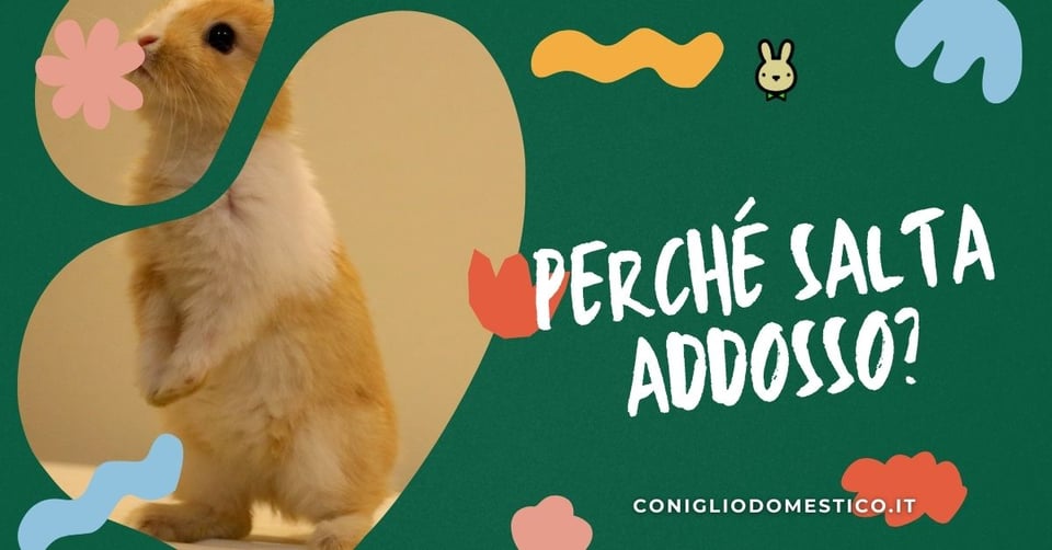 perche-il-coniglio-salta-addosso