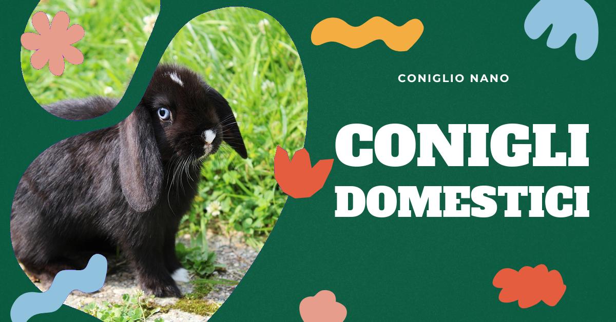 Scopri i vantaggi e gli svantaggi di avere un coniglio come animale domestico. Approfondisci le caratteristiche di questi animali, come l